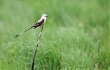 Scissor-tailed Flycatcher